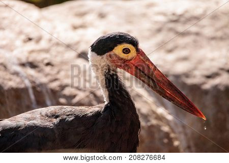 Storms stork called Ciconia stormi is found in Thailand Sumatra and Borneo