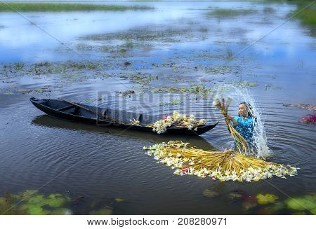 Long An, Vietnam - September 24th, 2017: Farmers are cleaning lilies after harvest under swamps in flood season to bring the agricultural fair trade generate income for families in Long An, Vietnam