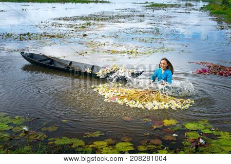 Long An, Vietnam - September 24th, 2017: Farmers are cleaning lilies after harvest under swamps in flood season to bring the agricultural fair trade generate income for families in Long An, Vietnam