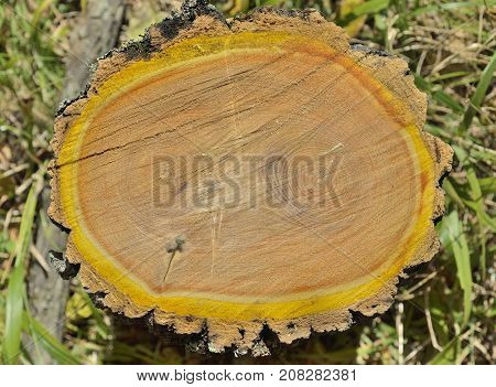 A close up of the cut of an cork tree (Phellodendron amurense).