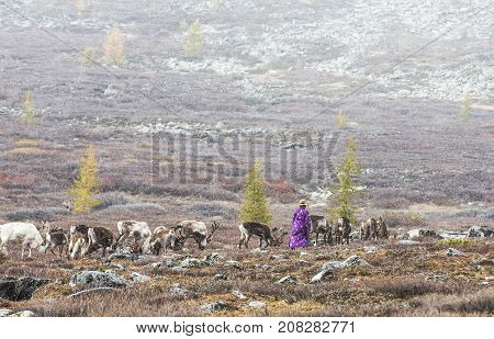 tsaatan woman in a rain with reideers in a landscape of northern mongolia