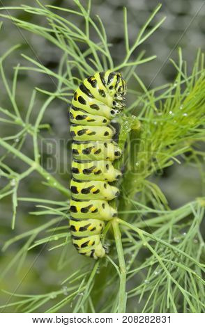 A close up of the caterpillar (Papilio xuthus) eating dill.