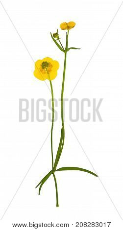 Pressed and dried bush meadow buttercup (ranunculus acris). Isolated on white background. For use in scrapbooking floristry or herbarium.