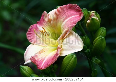 Flower of a day lily with petals in gentle colors among not opened buds of green color.