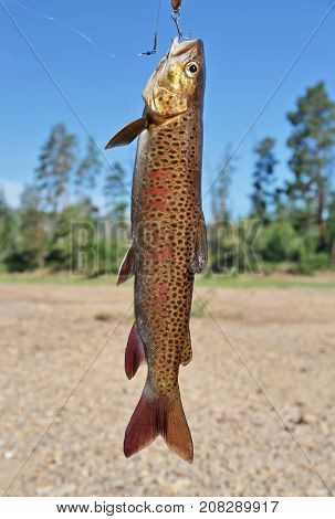 Fresh catch: lenok (Brachymystax)