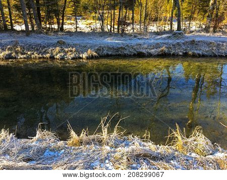 Frozen grass on river bank with many Trout fish swimming in cold freshwater, during winter in Germany, Europe