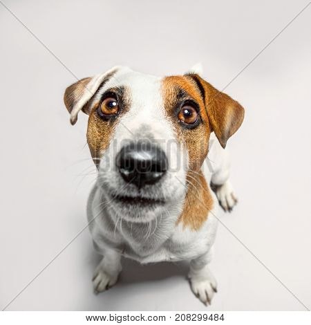 Little dog at studio looking up. Portrait pet. Puppy jack russel terrier