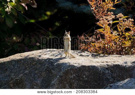 An alert Western Least Chipmunk