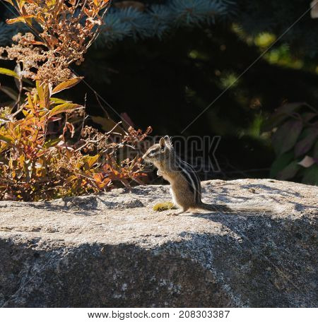 An alert Western Least Chipmunk