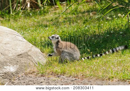 Madagascaran  Ring-tailed Lemur (Lemur catta) feeding