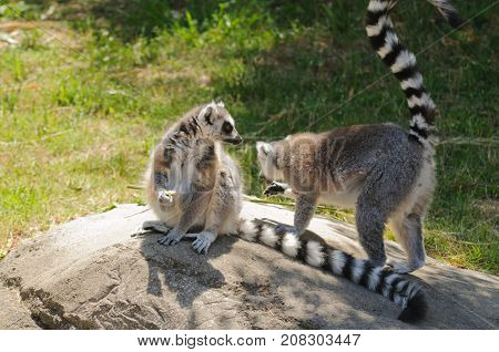 Madagascaran  Ring-tailed Lemur (Lemur catta) feeding