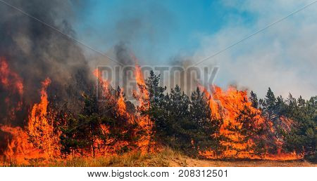 Forest fire. fallen tree is burned to the ground a lot of smoke when wildfire