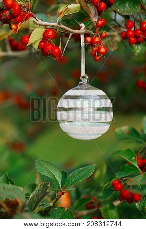 glitterglass bauble hanging on a tree with red berries,  shallow dof