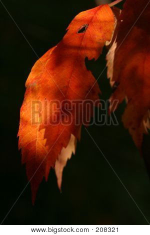 Oranssi Sumac Leaf