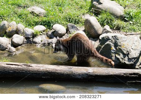 Feeding Raccoon standing in the water of a lake