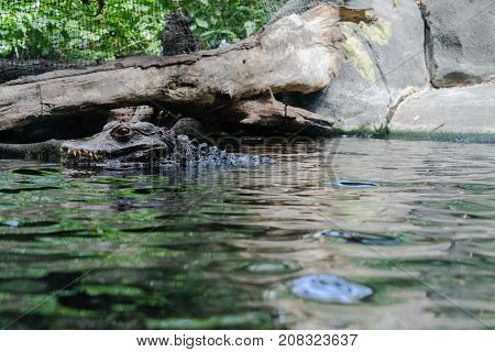 Captive crocodile in a pool of water