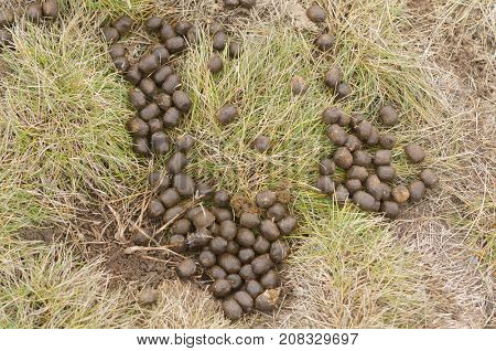 Elk excrement, scat, shit