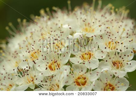 Ninebark Flower