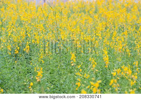 The Yellow Flower Of Pummelo