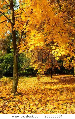 Beautiful autumn landscape with yellow trees and sun. Colorful foliage in the park.