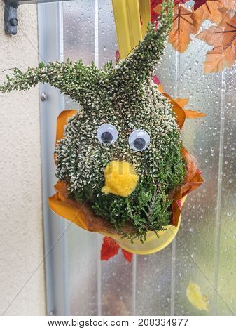 Face for decoration in a pot of Erika moss and foliage