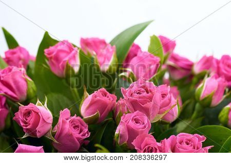 bouquet of roses on white screen pink naturebackground beauty flower