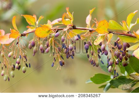 barberry Outdoors . In the park in nature