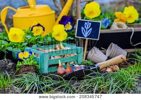 Flower bulbs and garden accessories for planting in the ground.