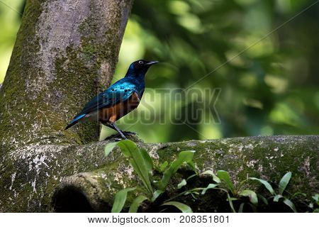 Little Superb starling bird close-up on a tree  in a jurong birds park.