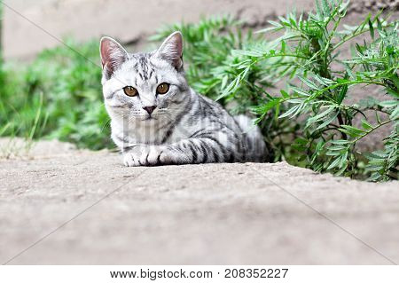 Cat Sit In Green Grass On The Summer Garden Background