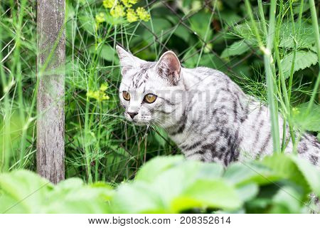 Cat Hunter In Grass On The Summer Garden Background