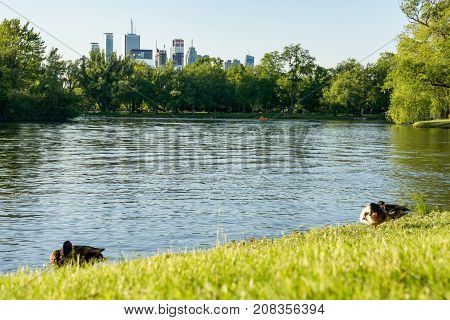 ducks at the edge of a lawn and pond in park on Toronto Island with skyline cityscape in the background and person kayaking paddling on water in boat