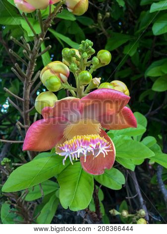 Close up Shorea robusta, also known as Shala Tree, is a species of tree belonging to the Dipterocarpaceae family.Sal is the beginning of the Buddha's birth while the mother was induced limb.