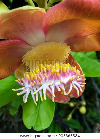 Close up Shorea robusta, also known as Shala Tree, is a species of tree belonging to the Dipterocarpaceae family.Sal is the beginning of the Buddha's birth while the mother was induced limb.
