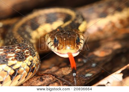 Thamnophis (Thamnophis sirtalis)
