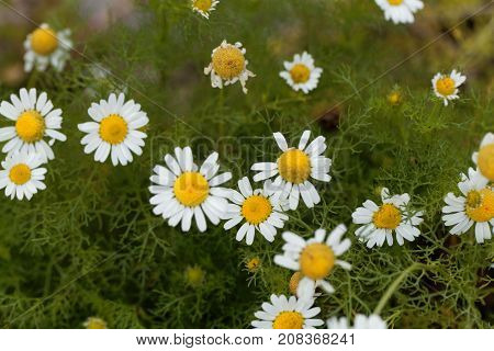 False Mayweed (tripleurospermum Maritimum)