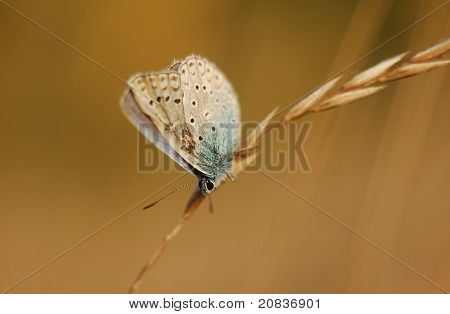 Beautiful blue butterfly