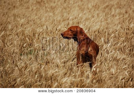Deerhound in the corn