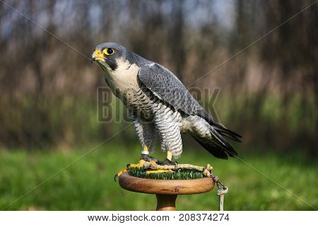 Young Falco peregrinus calidus artic falconon perch