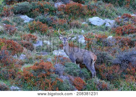 Red deer stag during the rut in autumn started the deer rut.