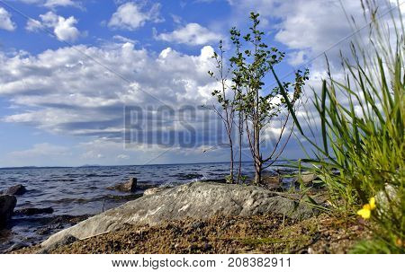 lonely young tree on the shore of the lake, on white cloudy sky, South Ural, Uvildy