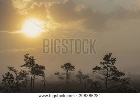 The sun Latvia.Dunikas swamp and mist rises