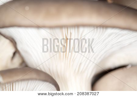 oyster mushrooms as a background. close-up . In the park in nature