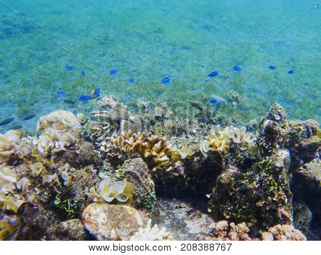 Underwater landscape with tropical fish. Coral undersea photo. Seashore texture. Coral closeup. Sea bottom with coral ecosystem. Tropical seashore snorkeling. Marine animals. Tropic lagoon wildlife