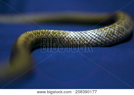 Yellow striped snake on dark-blue background rare