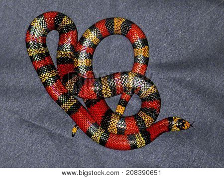 Red and Yellow striped snake on grey background rare