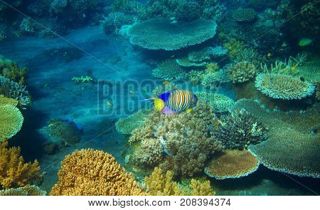 Striped angel fish in coral reef. Tropical seashore inhabitants underwater photo. Coral reef animal. Warm sea nature. Colorful sea fish and corals. Undersea view of marine life. Coral reef landscape