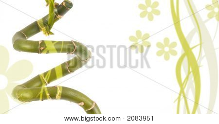 Fondo de flores
