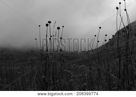 gloomy valley in the mountains covered with a cloud visible through the dry stems of the autumn weeds