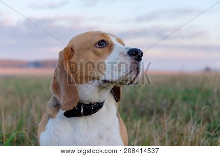 dog Beagle on a walk on an autumn morning at dawn in the fog